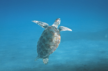 Snorkeling with Sea Turtles