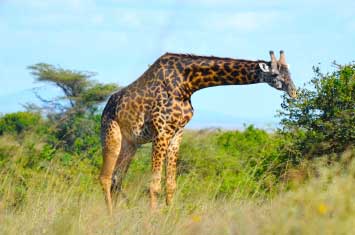 kenya safari giraffe