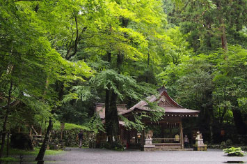 kyoto forest