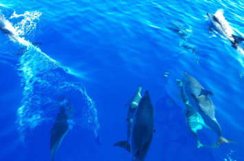 azores dolphins