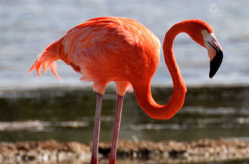 cuba flamingo