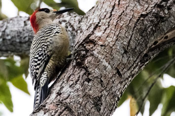 cuba woodpecker