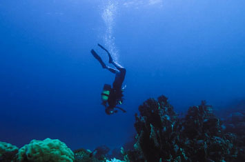 zanzibar diving