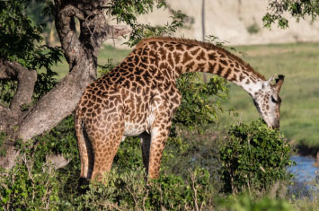 giraffe tanzania