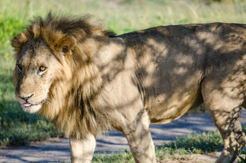 lion tanzania