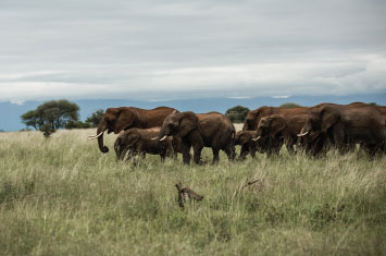 tanzania elephants