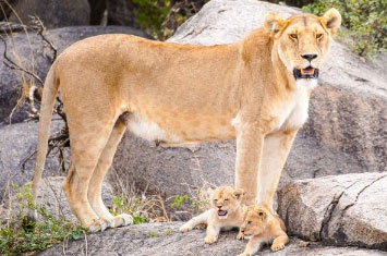 tanzania lioness cubs