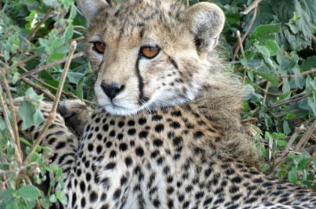 cheetah tanzania