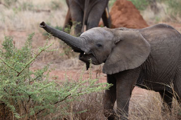rwanda elephant