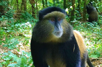 golden monkey rwanda