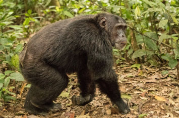 chimpanzee rwanda