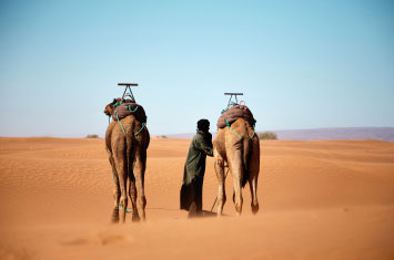 camel desert