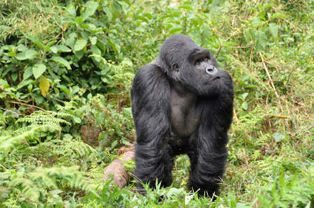 gorilla rwanda