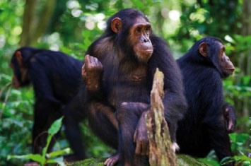 chimpanzee nyungwe