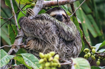sloth panama