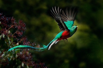 panama green bird