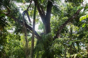 panama jungle