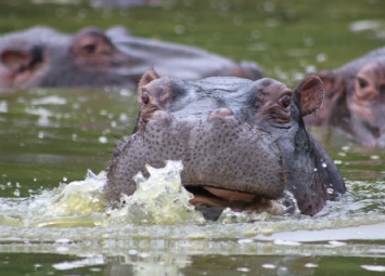 hippo water