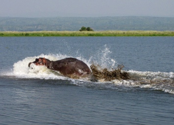 hippo river