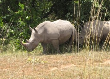 white rhino uganda