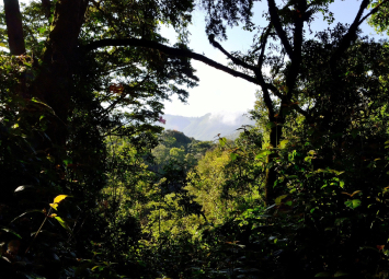 bwindi forest uganda