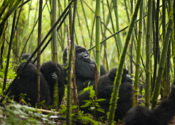gorillas forest