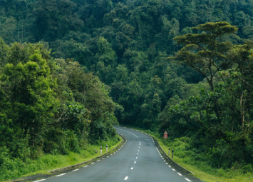 nyungwe road forest