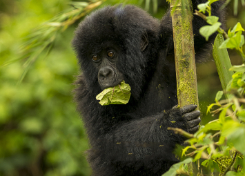 young gorilla eating